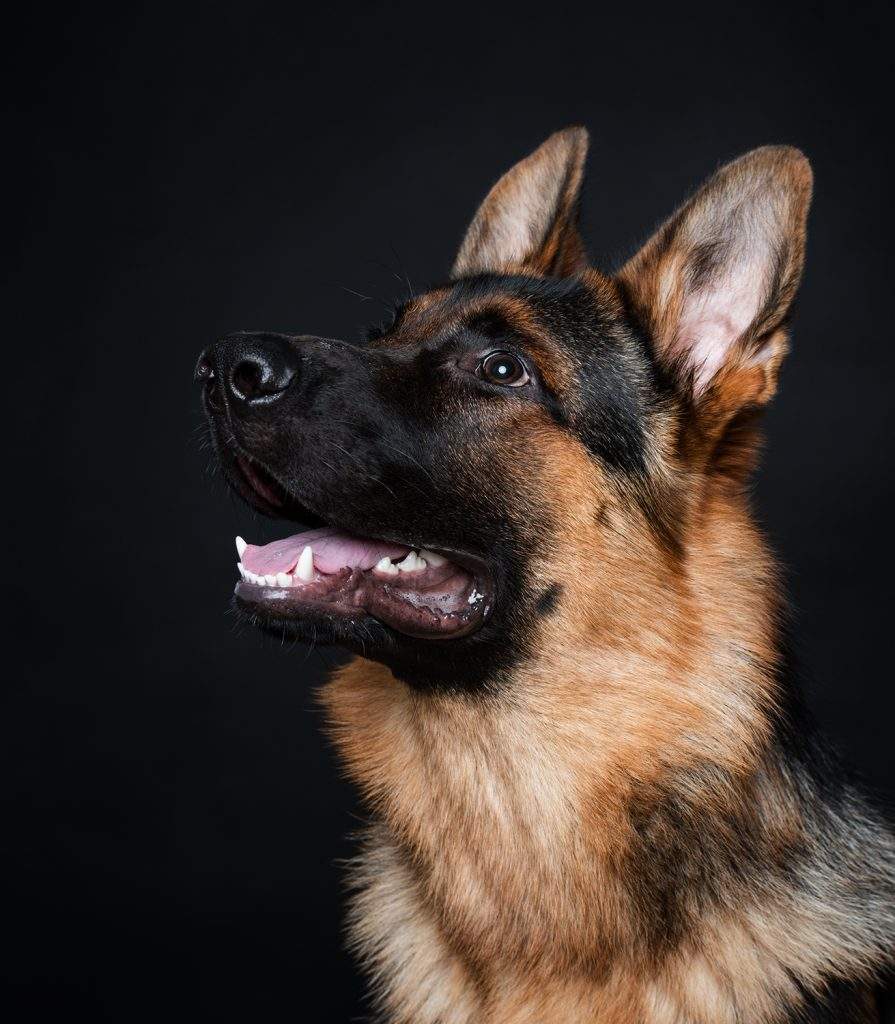 Deutscher Schäferhund Bogey ©ABLICHTEREI e.U. - Claudia Spieß
